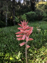 Sacoila lanceolata