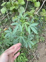 Hibiscus cannabinus