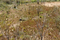 Erica mauritanica