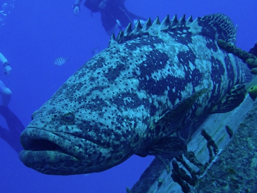 Goliath grouper