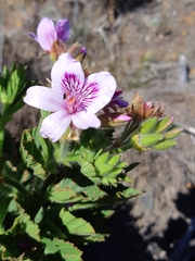 Pelargonium cucullatum