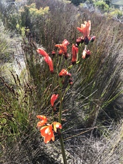 Pillansia templemannii