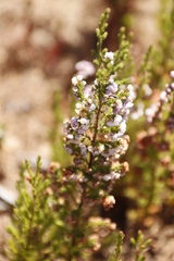 Erica mauritanica