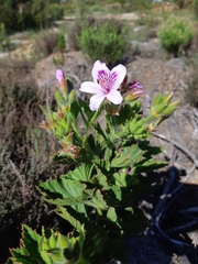 Pelargonium cucullatum