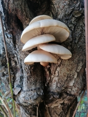 Pleurotus ostreatus