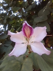 Bauhinia variegata