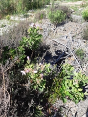 Pelargonium cucullatum