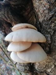 Pleurotus ostreatus