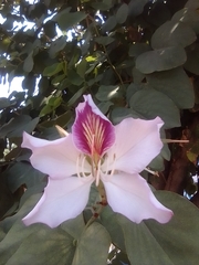 Bauhinia variegata