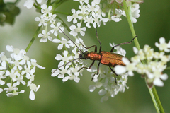 Chrysanthia viridissima
