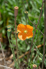 Papaver aculeatum