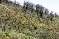 Leucadendron argenteum
