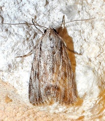 Oncocnemidinae
