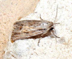 Oncocnemidinae