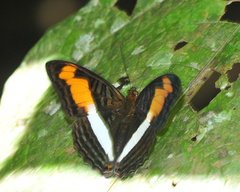 Adelpha plesaure