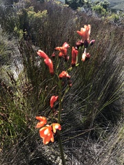 Pillansia templemannii