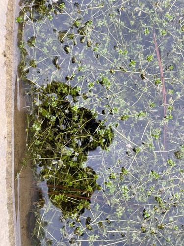 Micranthemum glomeratum