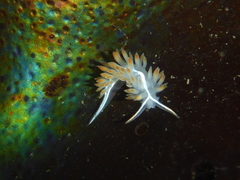 Coryphella trilineata