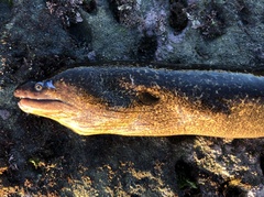 Gymnothorax mordax