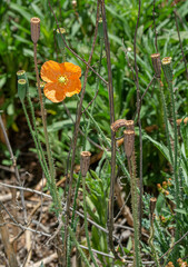 Papaver aculeatum