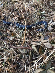 Lampropeltis getula