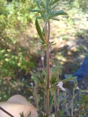 Satureja hortensis