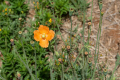 Papaver aculeatum