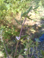 Satureja hortensis