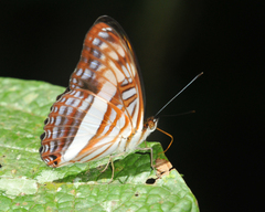Adelpha plesaure