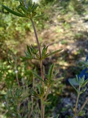 Satureja hortensis