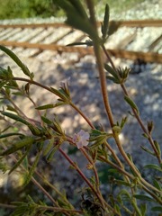 Satureja hortensis