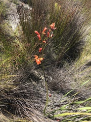 Pillansia templemannii