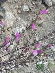 Lamourouxia dasyantha