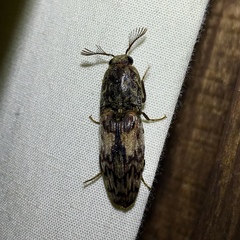 Pherhimius fascicularis