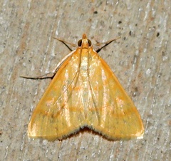 Helvibotys helvialis