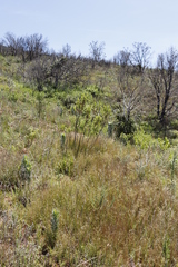 Nidorella ivifolia