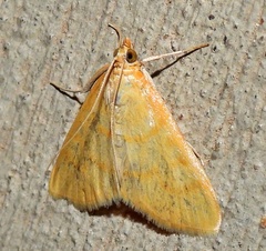 Helvibotys helvialis