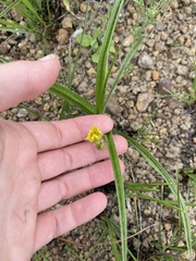 Hypoxis