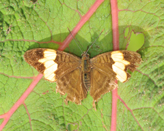 Adelpha saundersii