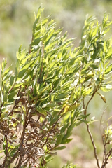Nidorella ivifolia