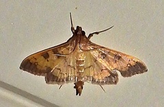 Diacme elealis
