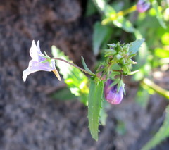 Nemesia elata