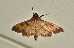 Diacme elealis