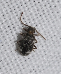 Ptinus
