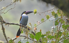 Andigena nigrirostris