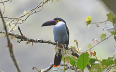 Andigena nigrirostris