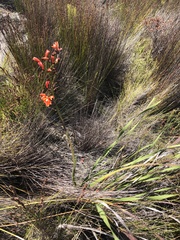 Pillansia templemannii