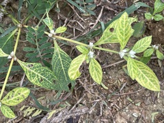Alternanthera