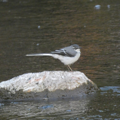 Motacilla clara