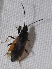 Eremocoris fenestratus